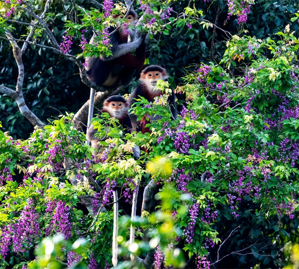 Monkey Mountain Cycling Tour Da Nang